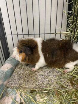 Rescue Guinea Pig Guinea Pigs for Adoption in Norfolk, Virginia - Sunny | PetCurious